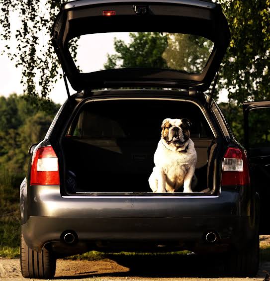 Mon chien refuse de monter dans la voiture : que faire ?